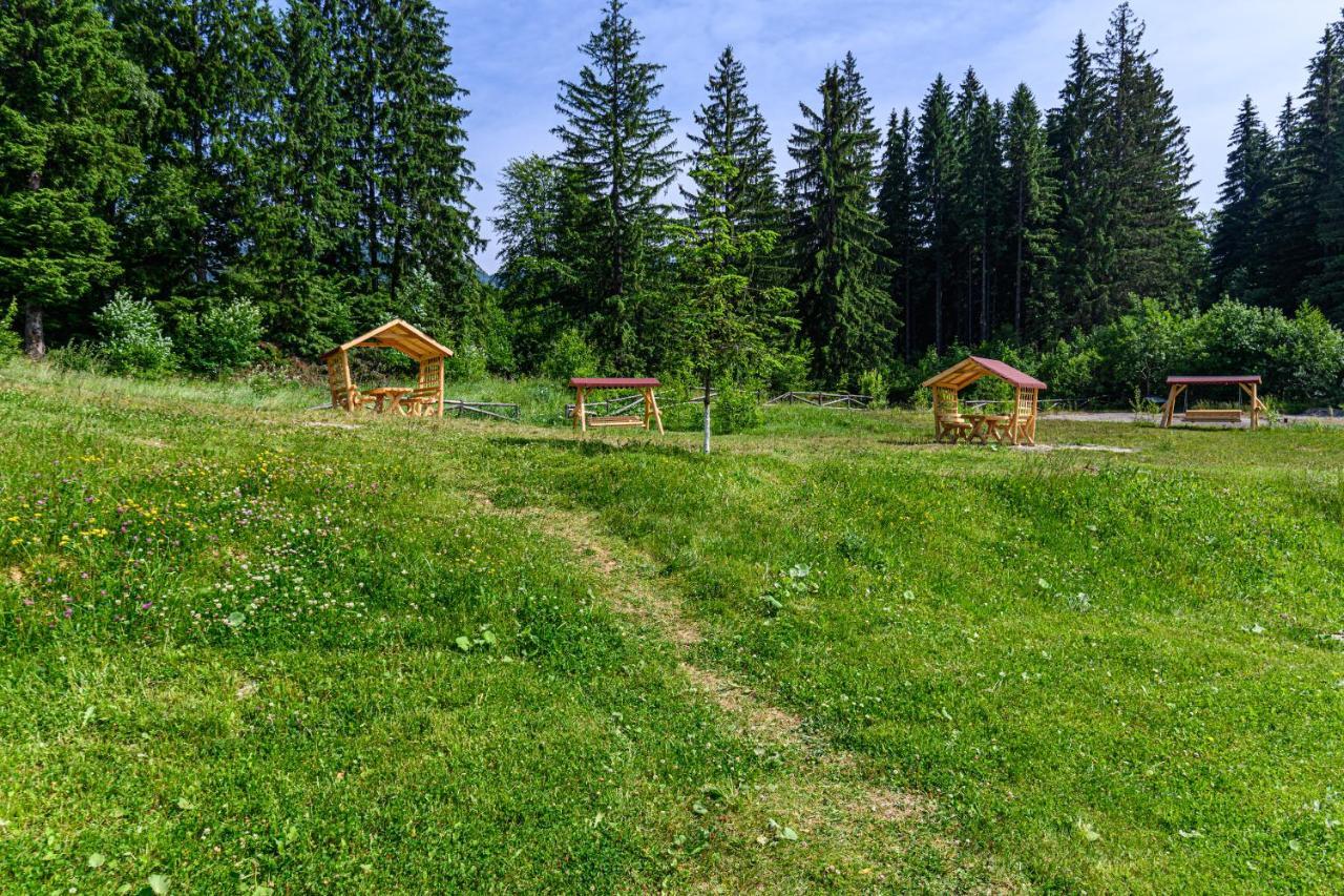 Forest Corner In Silver Mountain Of ポイアナ・ブラショフ エクステリア 写真